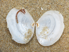 Tellinidae