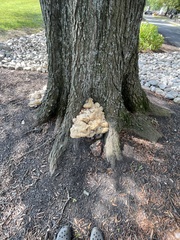 Pseudoinonotus dryadeus