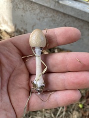 Panaeolus semiovatus