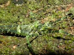 Championica montana
