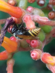 Brachygastra mellifica