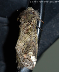 Heterocampa obliqua
