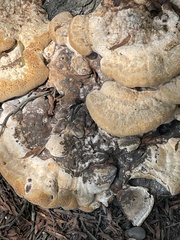 Pseudoinonotus dryadeus