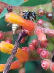 Brachygastra mellifica