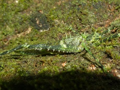 Championica montana
