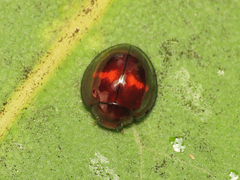 Chilocorus bipustulatus