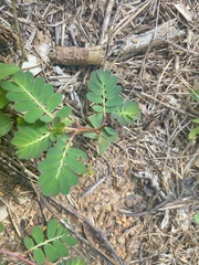 Phyllanthus urinaria