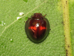 Chilocorus bipustulatus