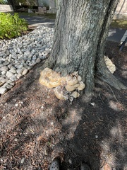 Pseudoinonotus dryadeus