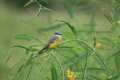 Tyrannus melancholicus
