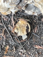 Pseudoinonotus dryadeus