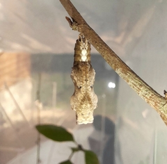 Dryas iulia alcionea