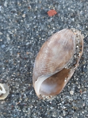 Bulla striata