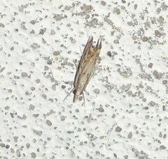 Catoptria falsella