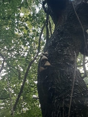 Volvariella bombycina