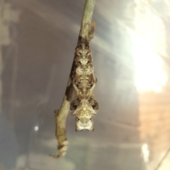 Dryas iulia alcionea