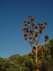 Eryngium paniculatum