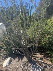 Fouquieriaceae
