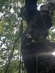 Volvariella bombycina