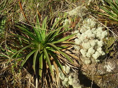 Eryngium paniculatum