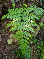 Davallia solida