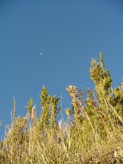 Chusquea microphylla