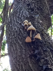 Volvariella bombycina