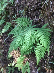 Coryphopteris castanea