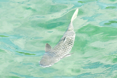 Ellochelon vaigiensis