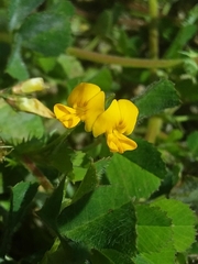 Medicago truncatula