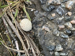 Lycoperdon curtisii