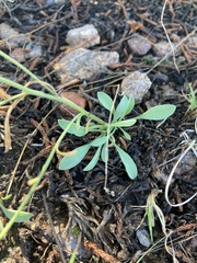 Erigeron formosissimus