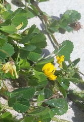 Medicago truncatula