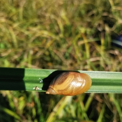 Succinea putris