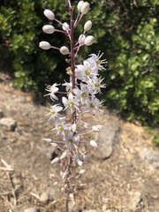 Drimia numidica