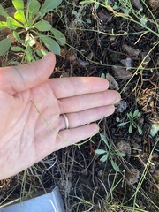 Erigeron formosissimus