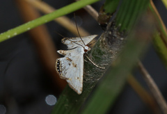 Cataclysta lemnata