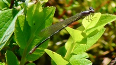 Coenagrion johanssoni