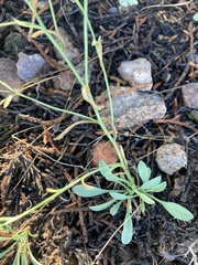 Erigeron formosissimus