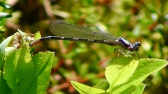 Coenagrion johanssoni