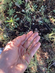 Erigeron formosissimus