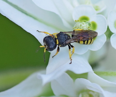 Ectemnius