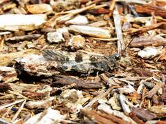 Trimerotropis fontana