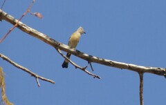 Ptiliogonys cinereus