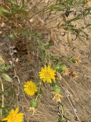 Grindelia camporum