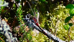 Leucorrhinia rubicunda