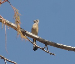 Ptiliogonys cinereus