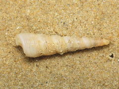 Turritellinae
