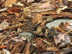 Trimerotropis fontana