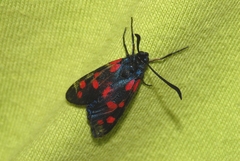 Zygaena filipendulae